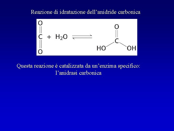 Reazione di idratazione dell’anidride carbonica Questa reazione è catalizzata da un’enzima specifico: l’anidrasi carbonica