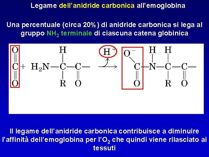 Legame dell’anidride carbonica all’emoglobina Una percentuale (circa 20%) di anidride carbonica si lega al