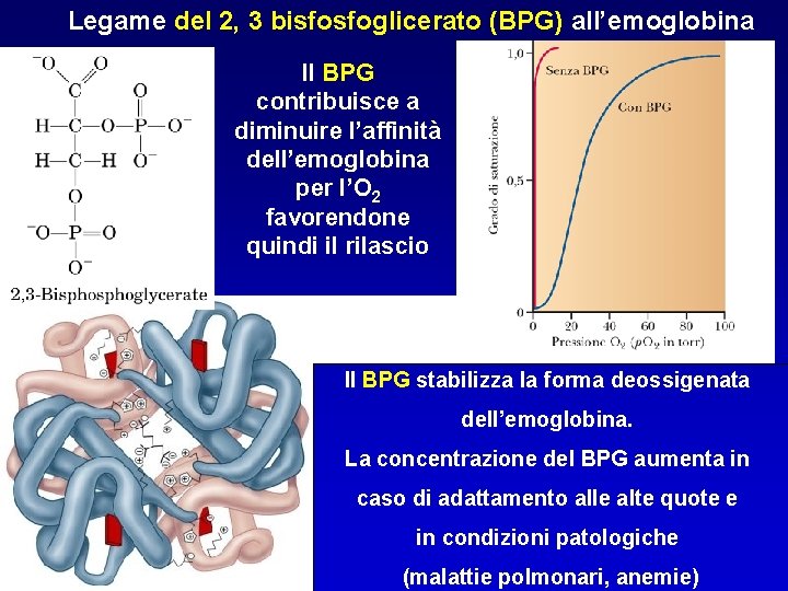 Legame del 2, 3 bisfosfoglicerato (BPG) all’emoglobina Il BPG contribuisce a diminuire l’affinità dell’emoglobina