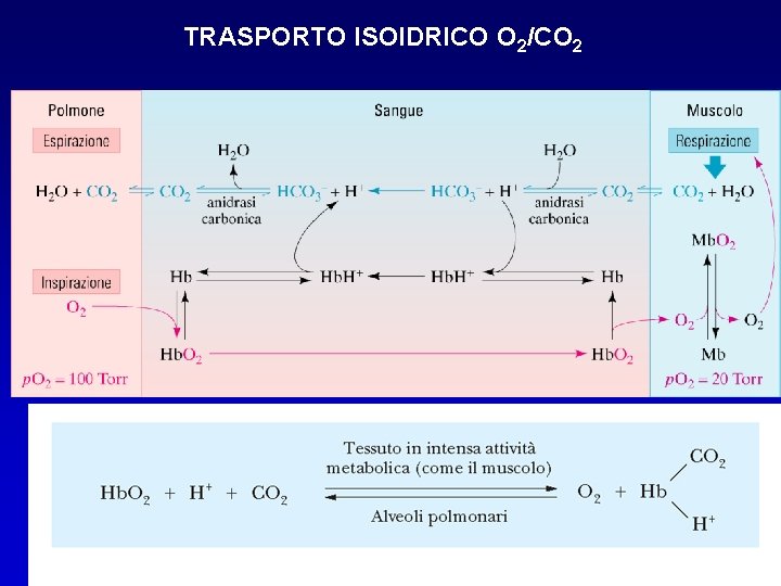 TRASPORTO ISOIDRICO O 2/CO 2 