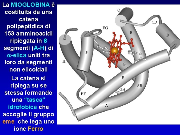 La MIOGLOBINA è costituita da una catena polipeptidica di 153 amminoacidi ripiegata in 8