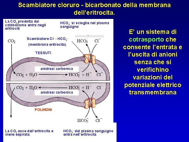 Scambiatore cloruro - bicarbonato della membrana dell’eritrocita. La CO 2 prodotta dal catabolismo entra