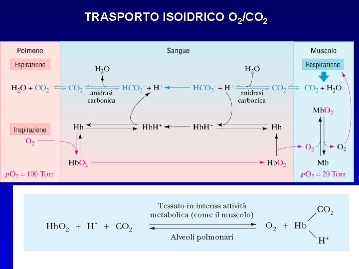 TRASPORTO ISOIDRICO O 2/CO 2 