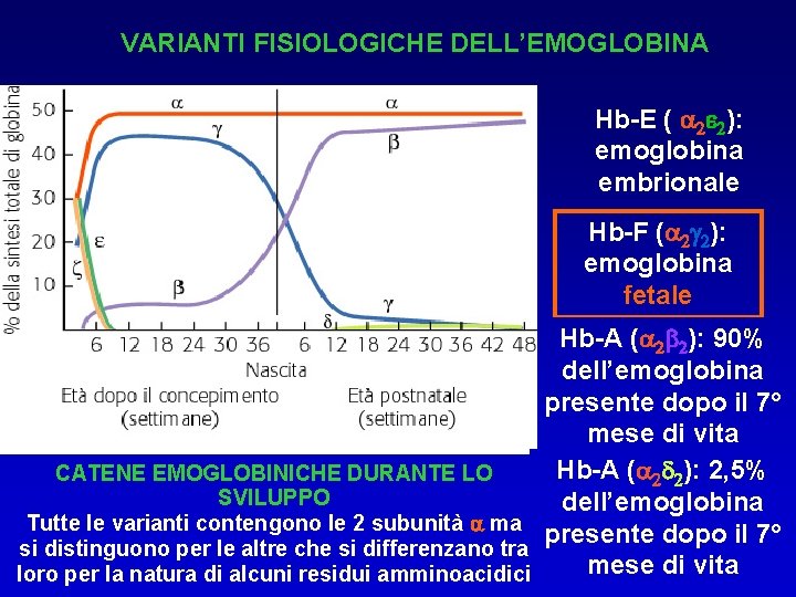 VARIANTI FISIOLOGICHE DELL’EMOGLOBINA Hb-E ( 2 e 2): emoglobina embrionale Hb-F ( 2 g