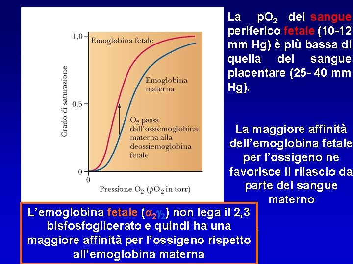 La p. O 2 del sangue periferico fetale (10 -12 mm Hg) è più