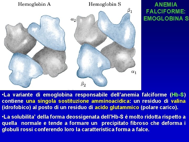 ANEMIA FALCIFORME: EMOGLOBINA S • La variante di emoglobina responsabile dell’anemia falciforme (Hb-S) contiene