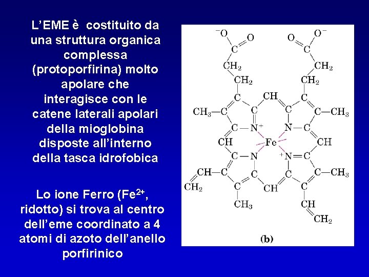 L’EME è costituito da una struttura organica complessa (protoporfirina) molto apolare che interagisce con