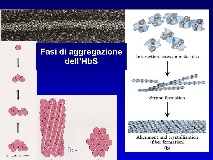 Fasi di aggregazione dell’Hb. S 