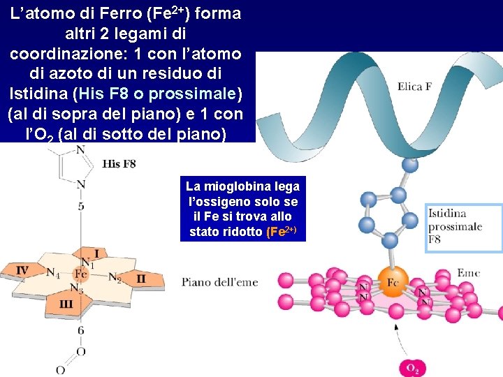 L’atomo di Ferro (Fe 2+) forma altri 2 legami di coordinazione: 1 con l’atomo