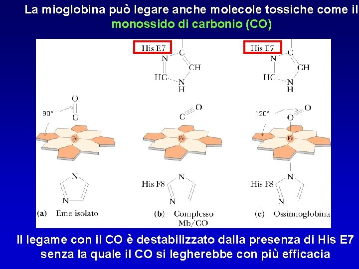 La mioglobina può legare anche molecole tossiche come il monossido di carbonio (CO) 90°