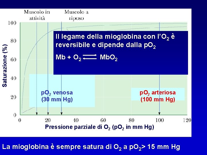 Saturazione (%) Il legame della mioglobina con l’O 2 è reversibile e dipende dalla