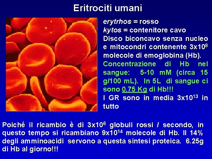 Eritrociti umani erytrhos = rosso kytos = contenitore cavo Disco biconcavo senza nucleo e