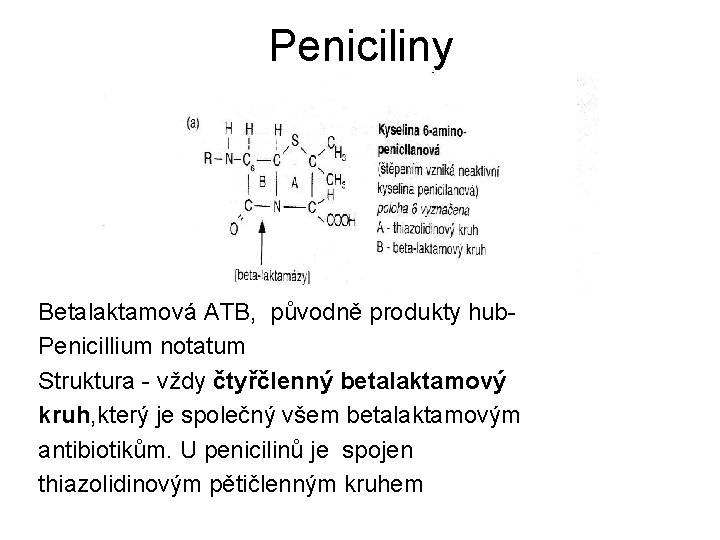 Peniciliny Betalaktamová ATB, původně produkty hub. Penicillium notatum Struktura - vždy čtyřčlenný betalaktamový kruh,