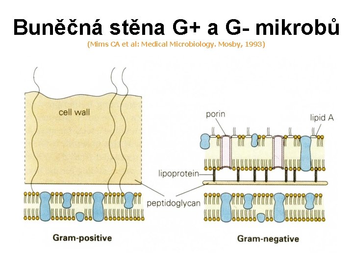 Buněčná stěna G+ a G- mikrobů (Mims CA et al: Medical Microbiology. Mosby, 1993)