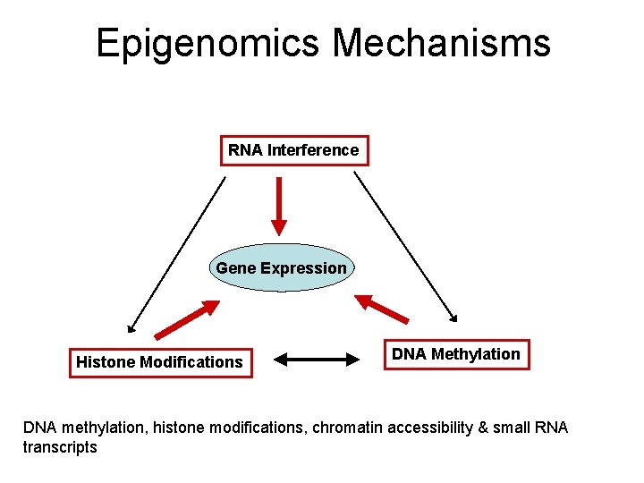 Epigenomics Mechanisms RNA Interference Gene Expression Histone Modifications DNA Methylation DNA methylation, histone modifications,