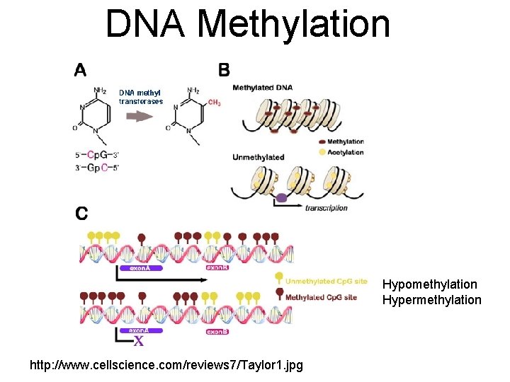 DNA Methylation Hypomethylation Hypermethylation http: //www. cellscience. com/reviews 7/Taylor 1. jpg 