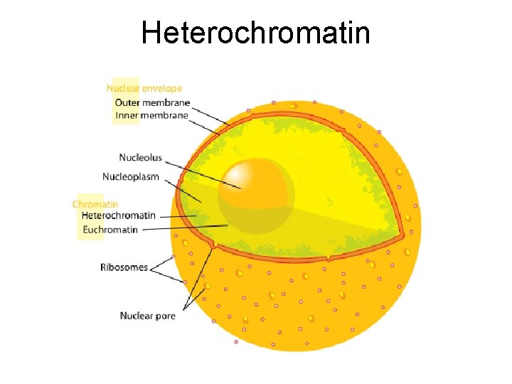 Heterochromatin 