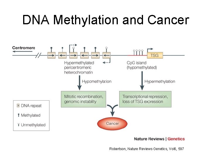 DNA Methylation and Cancer Robertson, Nature Reviews Genetics, Vol 6, 597 