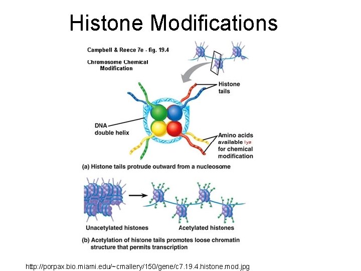Histone Modifications http: //porpax. bio. miami. edu/~cmallery/150/gene/c 7. 19. 4. histone. mod. jpg 