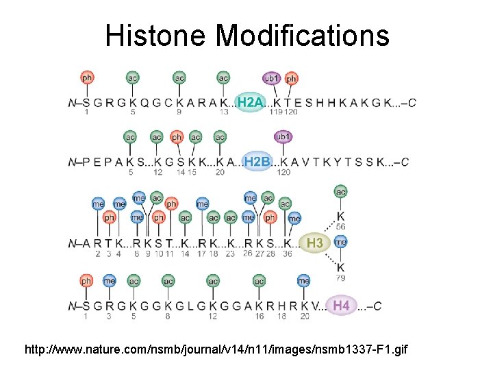 Histone Modifications http: //www. nature. com/nsmb/journal/v 14/n 11/images/nsmb 1337 -F 1. gif 