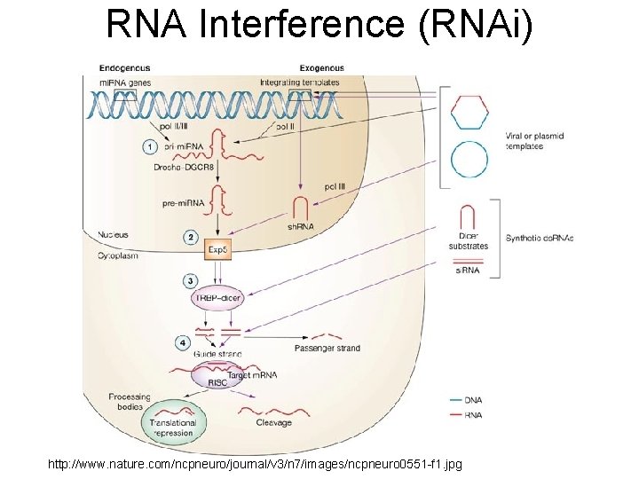 RNA Interference (RNAi) http: //www. nature. com/ncpneuro/journal/v 3/n 7/images/ncpneuro 0551 -f 1. jpg 