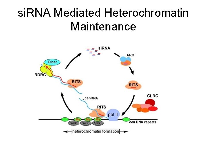 si. RNA Mediated Heterochromatin Maintenance 