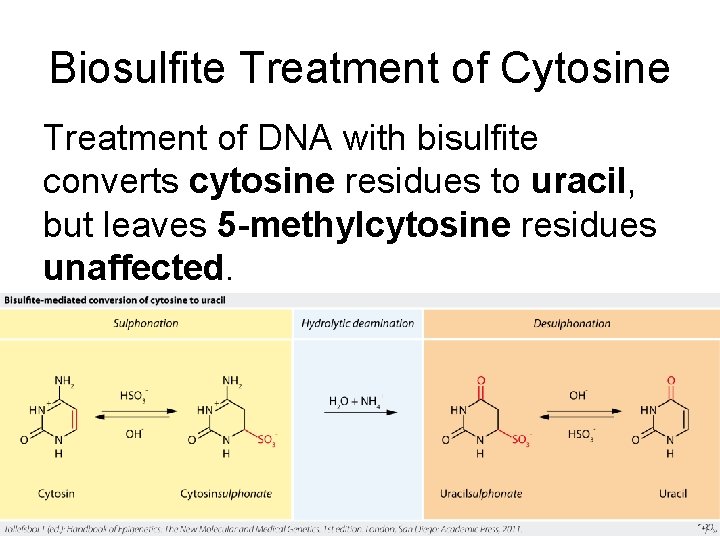 Biosulfite Treatment of Cytosine Treatment of DNA with bisulfite converts cytosine residues to uracil,