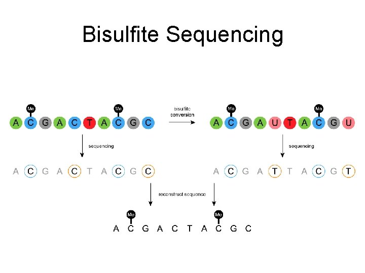 Bisulfite Sequencing 