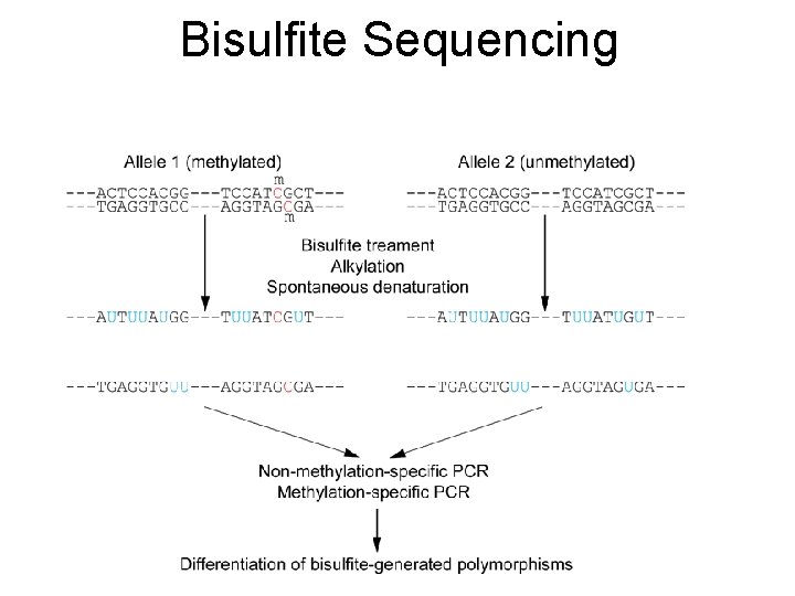 Bisulfite Sequencing 