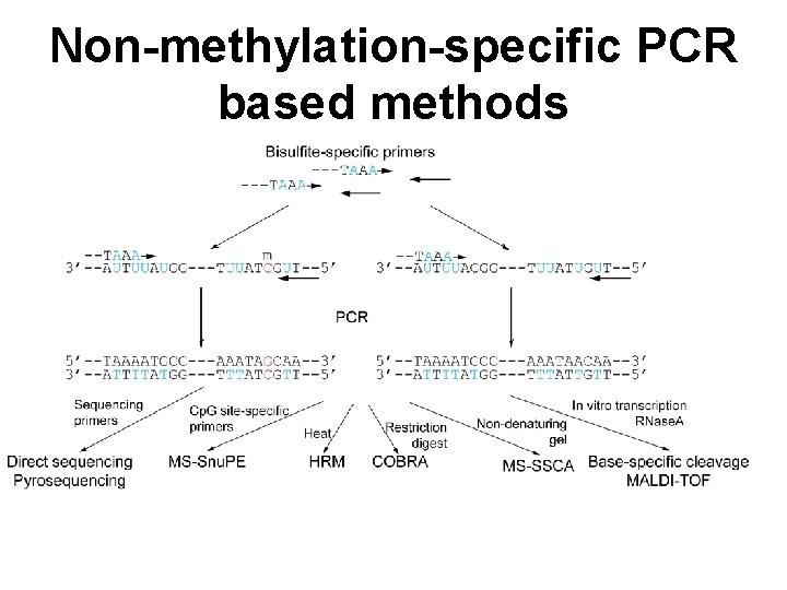 Non-methylation-specific PCR based methods 