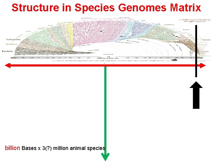 Structure in Species Genomes Matrix 6 billion people billion Bases x 3(? ) million