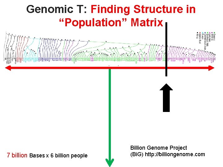 Genomic T: Finding Structure in “Population” Matrix 6 billion people 7 billion Bases x