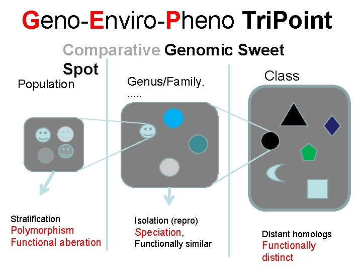 Geno-Enviro-Pheno Tri. Point Comparative Genomic Sweet Spot Class Population Stratification Polymorphism Functional aberation Genus/Family,