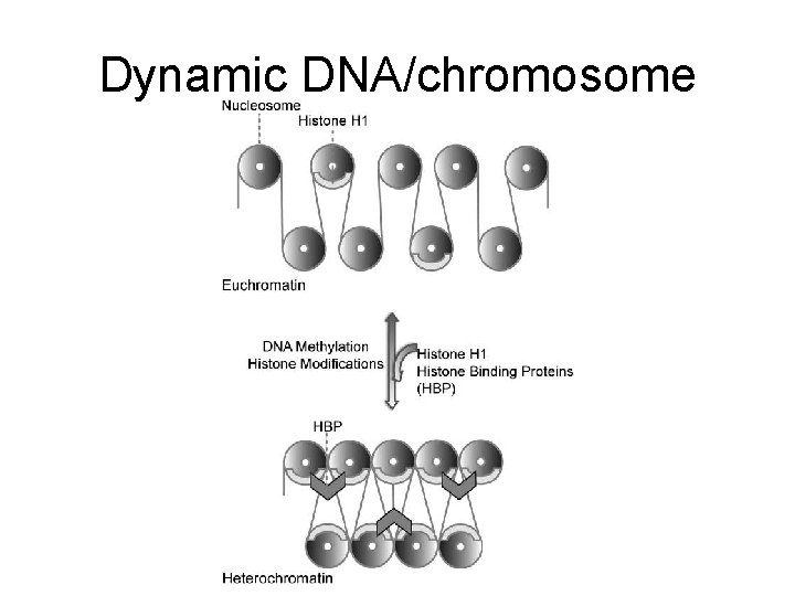 Dynamic DNA/chromosome 
