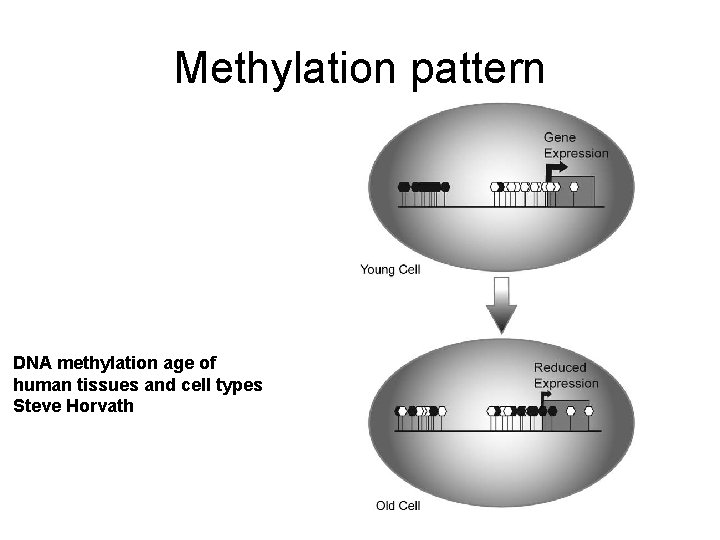 Methylation pattern DNA methylation age of human tissues and cell types Steve Horvath 