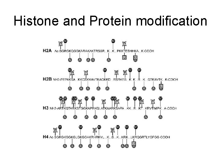 Histone and Protein modification 