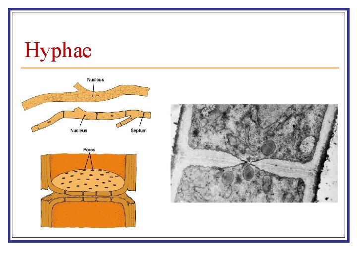 Hyphae 