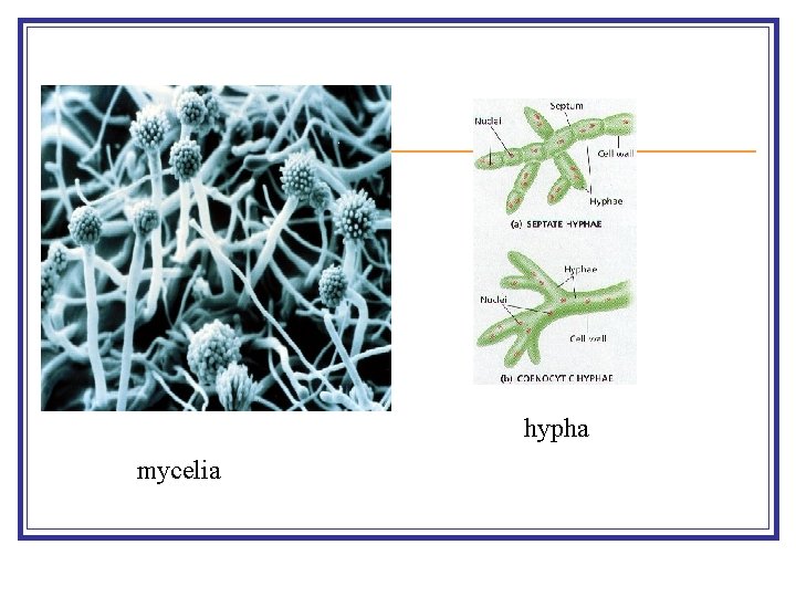 hypha mycelia 