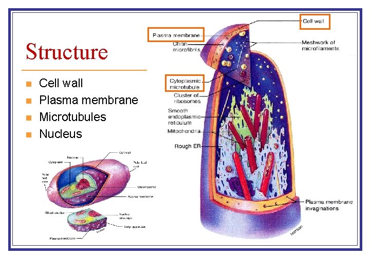 Structure n n Cell wall Plasma membrane Microtubules Nucleus 