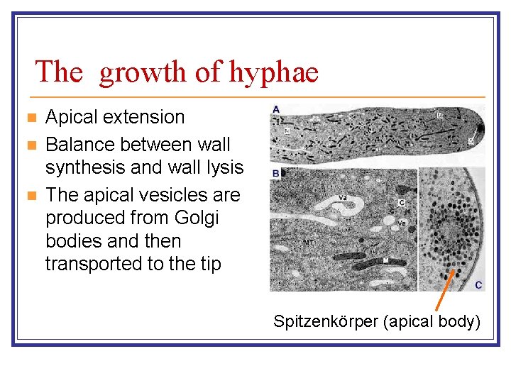 The growth of hyphae n n n Apical extension Balance between wall synthesis and