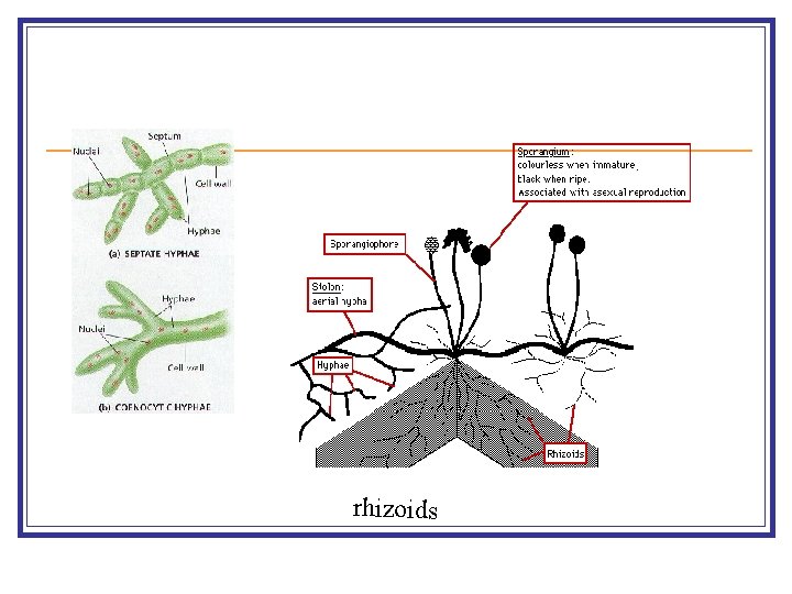 rhizoids 