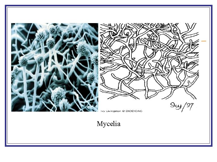 Mycelia 