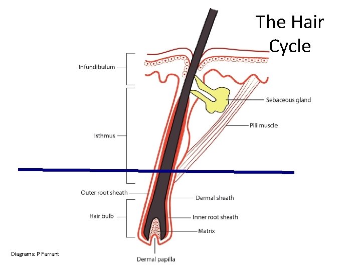 The Hair Cycle Diagrams: P Farrant 