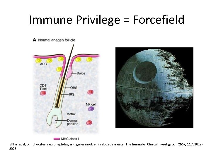  Immune Privilege = Forcefield Gilhar et al, Lymphocytes, neuropeptides, and genes involved in