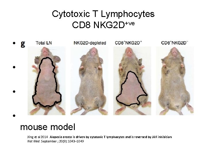 Cytotoxic T Lymphocytes CD 8 NKG 2 D+ve • Subset of T Cells in