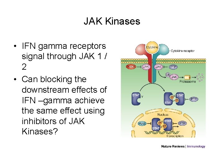 JAK Kinases • IFN gamma receptors signal through JAK 1 / 2 • Can