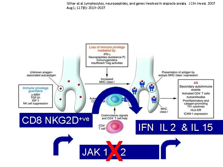 Gilhar et al Lymphocytes, neuropeptides, and genes involved in alopecia areata. J Clin Invest.