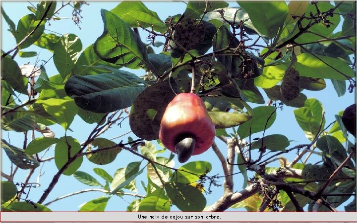 Une noix de cajou sur son arbre. 