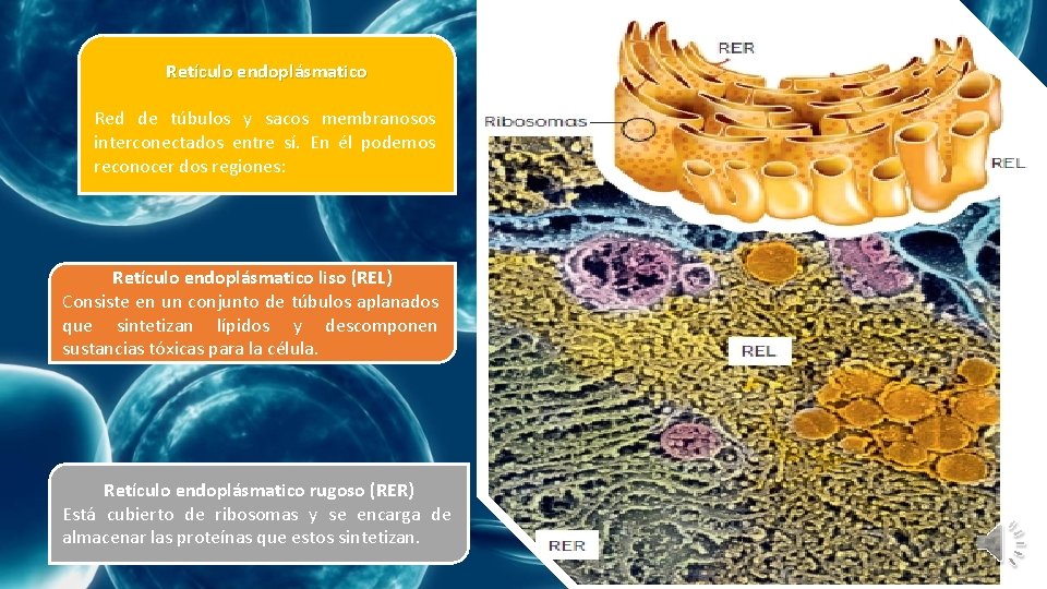 Retículo endoplásmatico Red de túbulos y sacos membranosos interconectados entre sí. En él podemos