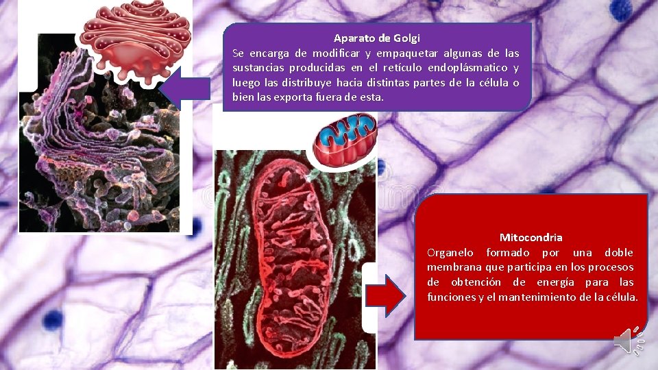 Aparato de Golgi Se encarga de modificar y empaquetar algunas de las sustancias producidas